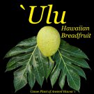 ULU~ BREADFRUIT Artocarpus Ancient HAWAIIAN Canoe Plant 18-24 in med potd plant