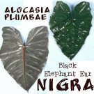 NIGRA~ Alocasia plumbae METALLIC TARO the Black Elephant Ear Live Potd sm Plant