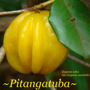 PITANGATUBA~ FRUIT TREE Eugenia selloi neonita STAR CHERRY Live Sml Pot'd Plant