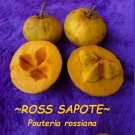 ROSS SAPOTE~ Pouteria rossiana cv ROSS Sapote Zapote sml 3-6+in Potd Plant
