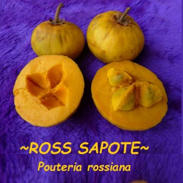ROSS SAPOTE~ Pouteria rossiana cv ROSS Sapote Zapote sml 3-6+in Potd Plant