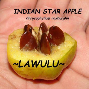 LAWULU~ Chrysophyllum roxburghii INDIAN STAR APPLE FRUIT TREE Small Potd PLANT