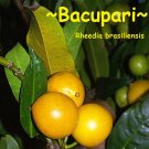 BAKUPARI~ Rheedia brasiliensis RARE FRUIT TREE Brazil Live small Starter Plant