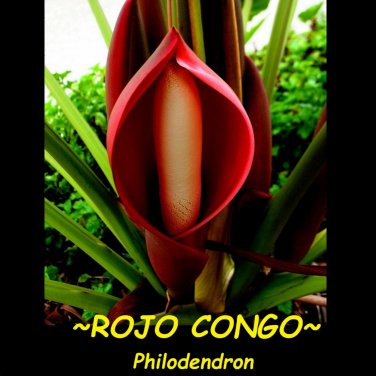 ROJO CONGO~Philodendron HUGE Premium HOUSEPLANT Foliage WIDE 12-16+inch Potted