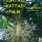 FISHTAIL KATTAI PALM~ Ponapea hosinoi Cloud forest Palm Sml potd starter Plant