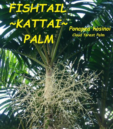 FISHTAIL KATTAI PALM~ Ponapea hosinoi Cloud forest Palm Sml potd starter Plant