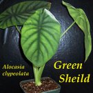 GREEN SHIELD~ Alocasia clypeolata Rare Philippine Aroid Live Sml Potd Plant