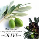 OLIVE~ Olea europaea cv Arbequina Ancient Mediterranean Tree Small Potted Plant
