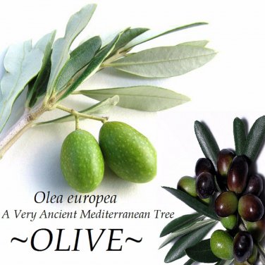 OLIVE~ Olea europaea cv Arbequina Ancient Mediterranean Tree Small Potted Plant