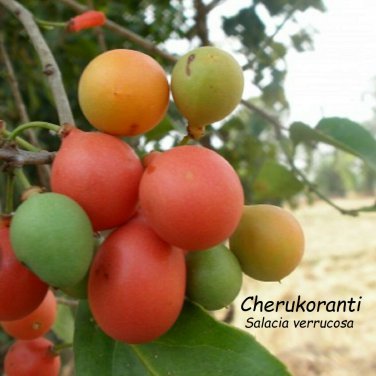 Deer's Eye Fruit~ Salacia verrucosa FRUIT TREE Small Potd starter PLANT