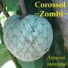 Corossol Zombi~ Annona montana Mountain Soursop Live sm potd plant