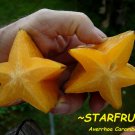STAR FRUIT~ Tree Averrhoa CARAMBOLA Live Sml Potd 12 -18 inch Plant