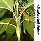 JELLY BEAN PALM~ Synechanthus fibrosus MONKEYTAIL PALM Med potd 18-24+in Plant