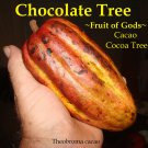 Chocolate Tree~ Theobroma Cacao CRIOLLO BIGGER NICER 18-24+in Plant from HAWAII