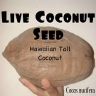 HAWAIIAN COCONUT~ SEED Cocos nucifera Tropical Palm Tree LYD Disease Free