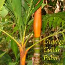 Orange Collar Palm~ COLORFUL PALM TREE Areca vestiaria 18-24" Potd PLANT