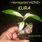 KURA ~Variegated NONI~ Morinda Citrifolia FRUIT TREE sml 12-18+in Potd Plant