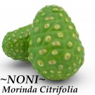 GREEN NONI~ Morinda Citrifolia Tahitian FRUIT TREE 2-3ft Potted Plant