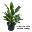 FLAMINGO FLOWER~ Anthurium willdenowii very Rare Aroid Live medium potted Plant
