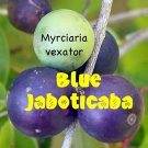 BLUE JABOTICABA~ Myrciaria vexator FRUIT TREE Beautiful Bark sml starter Plant