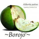 BOROJO~ Alibertia patino Legendary Colombian Fruit Tree Live small potted Plant