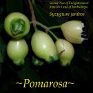 POMA ROSA~ SACRED FRUIT TREE Syzygium Jambos ROSE APPLE Live small Potd Plant