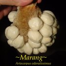 MARANG~ Artocarpus odoratissimus TERAP taste of VANILLA ICE CREAM Med szd Plant