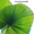 LICUALA GRANDIS~ Ruffled Fan Palm Circular Leaf Vanuatu Small Potd Starter Palm