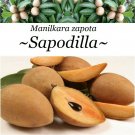 SAPODILLA~ Manilkara zapota cv ALANO Chico Sapote Zapote med 1-2+ft Potd Plant