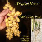 EDIBLE DATE PALM ~Degelet Noor~ Phoenix dactylifera Ancient Egyptian Fruit Tree