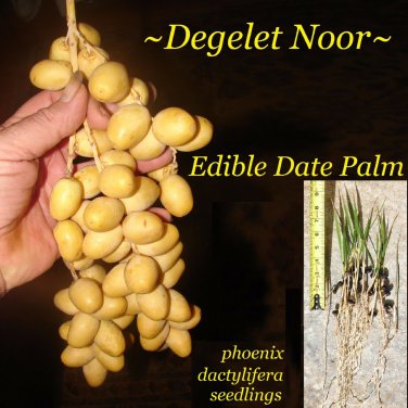 EDIBLE DATE PALM ~Degelet Noor~ Phoenix dactylifera Ancient Egyptian Fruit Tree