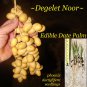 EDIBLE DATE PALM ~Degelet Noor~ Phoenix dactylifera Ancient Egyptian Fruit Tree