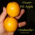 AMBARELLA~ Spondias dulcis WI APPLE fruit tree JUNE PLUM 1-2 Ft Plant