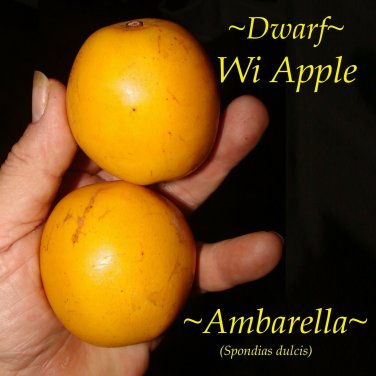 AMBARELLA~ Spondias dulcis WI APPLE fruit tree JUNE PLUM 1-2 Ft Plant