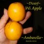 AMBARELLA~ Spondias dulcis WI APPLE fruit tree JUNE PLUM 1-2 Ft Plant