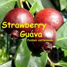 RED STRAWBERRY GUAVA~ Psidium cattleianum FRUITING AGE 24-36"+ NICE potd Plant