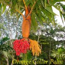 Orange Collar Palm~ COLORFUL PALM TREE Areca vestiaria Nice 18-24+in Potd PLANT