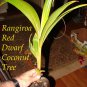 RED TAHITI RANGIROA~ RARE DWARF COCONUT TREE 12-36+inch Ready to PLANT!