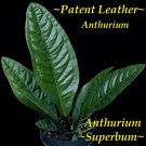 SUPERBUM~ Anthurium SPECTACULAR Patent Leather Leaves Live 18-30+" Potted PLANT