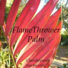 FLAMETHROWER PALM~ Chambeyronia macrocarpa Red Leaf Palm BIG 2-3ft Potted PLANT