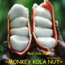MONKEY KOLA NUT~ Cola pachycarpa RED Cola Nut, VERY RARE Live Sml potted Plant