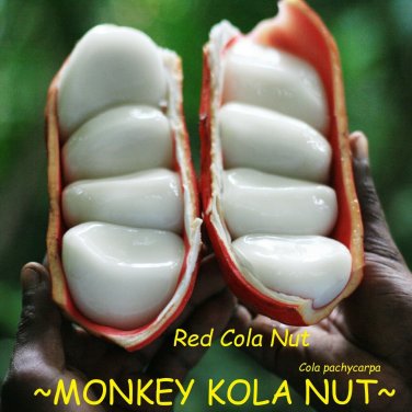 MONKEY KOLA NUT~ Cola pachycarpa RED Cola Nut, VERY RARE Live Sml potted Plant