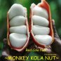 MONKEY KOLA NUT~ Cola pachycarpa RED Cola Nut, VERY RARE Live Sml potted Plant