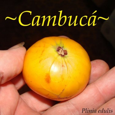 CAMBUCA~ Plinia edulis Fruit Tree Mango-Papaya taste 12-18"+in Potd large Plant