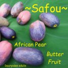 Safou~ Bush Plum Dacryodes edulis African Fruit Tree Live Potd Plant