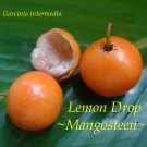 LEMON DROP MANGOSTEEN~ Garcinia intermedia YUMMY FRUIT TREE Lg 2-3ft Potd Plant