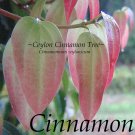Ceylon CINNAMON SPICE TREE~ Cinnamomum zeylanicum XL Potted 36-48 inch Plant