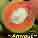 AMVOUT~ Trichoscypha acuminata ~NDONGE~ GABON GRAPE TREE Live Potd Plant