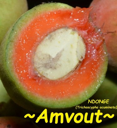 AMVOUT~ Trichoscypha acuminata ~NDONGE~ GABON GRAPE TREE Live Potd Plant