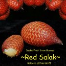 RED SALAK~ Salacca affinis SNAKE FRUIT Palm Tree Live medium potd Rare Palm